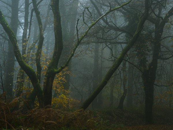 деревья, лес, природа, туман