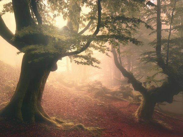 fog, forest, haze, Roberto Rivera, trees, деревья, дымка, лес, туман