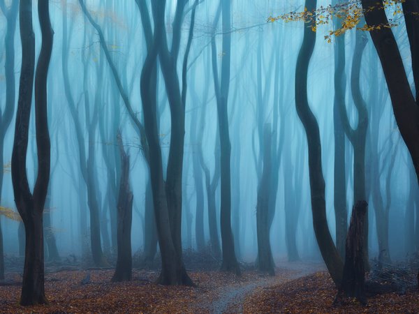 fog, forest, trees, Yeh, деревья, лес, туман