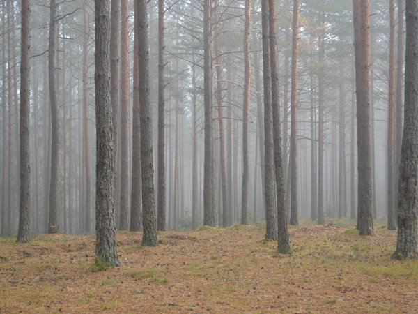 деревья, лес, осень, природа, трава, туман