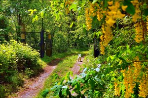 Обои на рабочий стол: spring, trees, весна, деревья, собачка, тропинка