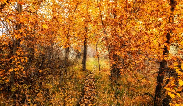 Обои на рабочий стол: дорога, лес, осень, природа, цвет
