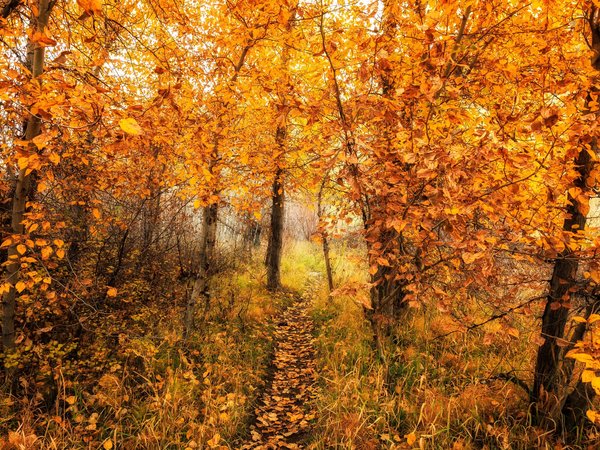 дорога, лес, осень, природа, цвет
