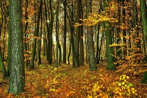 Обои на рабочий стол: forest, лес, листва, осень