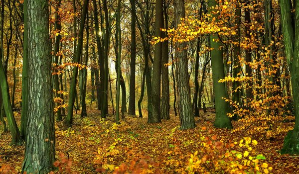 Обои на рабочий стол: forest, лес, листва, осень