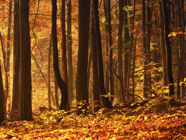 лес, листва, октябрь, осень