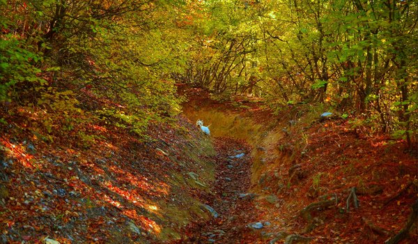 Обои на рабочий стол: autumn, colors, dog, fall, forest, leaves, Вест-хайленд-уайт-терьер, лес, листва, осень, собачка