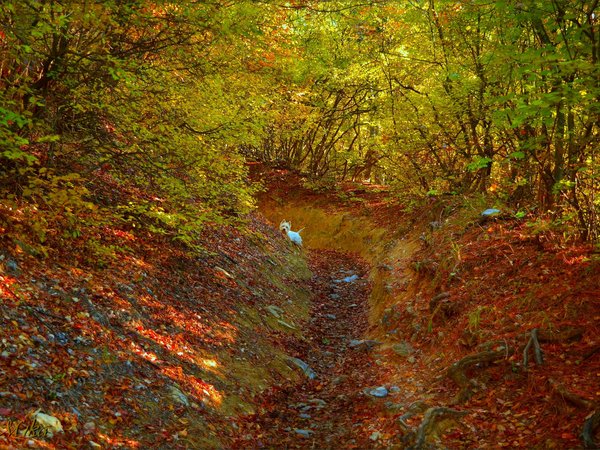 autumn, colors, dog, fall, forest, leaves, Вест-хайленд-уайт-терьер, лес, листва, осень, собачка