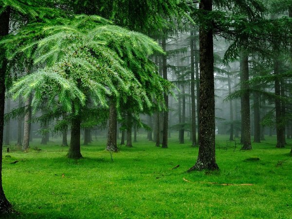 деревья, ель, лес, мох, природа, трава, туман, хвойный лес