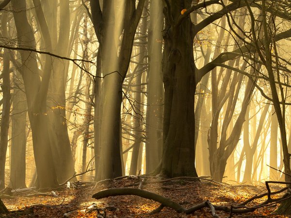 лес, осень, природа, туман