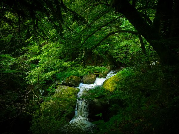 Schwarzwald, германия, деревья, лес, речка