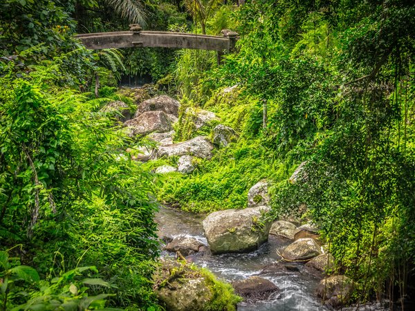 Бали, Индонезия, камни, лес, мост, ручей