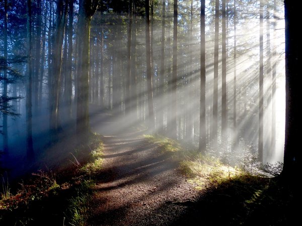 forest, rays, Svetlana Povarova Ree, trail, trees, деревья, лес, лучи, тропа