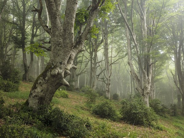 лес, природа, туман