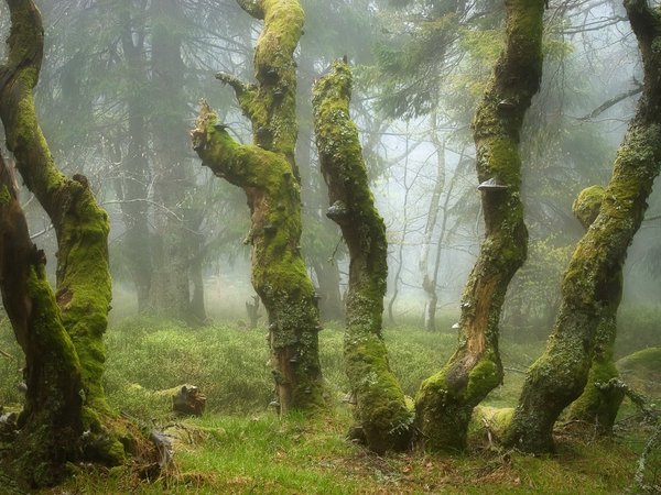 лес, природа, туман