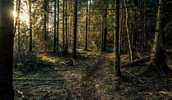 Обои на рабочий стол: ветки, деревья, лес, рассвет, утро