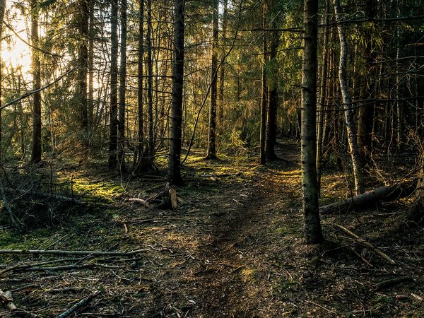 ветки, деревья, лес, рассвет, утро