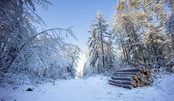 Обои на рабочий стол: дрова, зима, лес