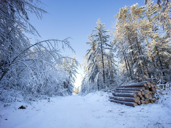 дрова, зима, лес