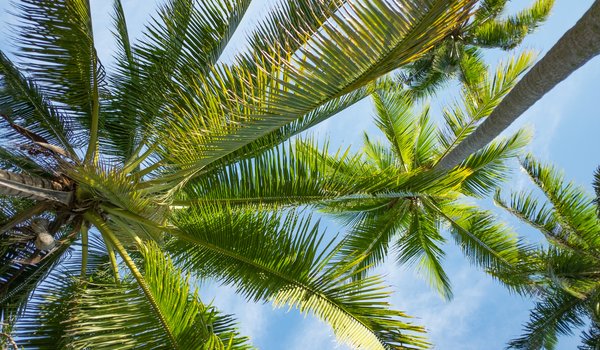 Обои на рабочий стол: beach, palms, paradise, summer, tropical, лето, небо, пальмы, солнце