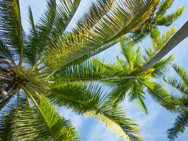 beach, palms, paradise, summer, tropical, лето, небо, пальмы, солнце