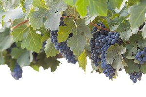 Обои на рабочий стол: виноград, виноградник, гроздь, кустарник, листья, природа, синий виноград