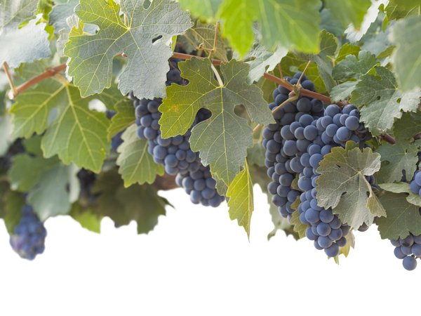 виноград, виноградник, гроздь, кустарник, листья, природа, синий виноград