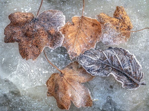лед, листья, холод