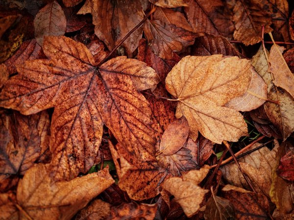листья, макро, осень