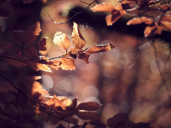 листья, осень, природа, цвет