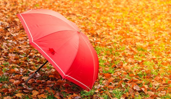 Обои на рабочий стол: зонт, листва, осень