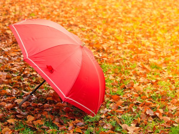 зонт, листва, осень