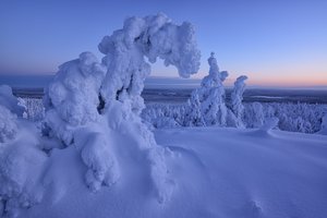 Обои на рабочий стол: деревья, ели, зима, леса, Максим Евдокимов, пейзаж, природа, снег, Финляндия