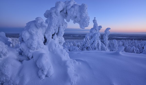Обои на рабочий стол: деревья, ели, зима, леса, Максим Евдокимов, пейзаж, природа, снег, Финляндия