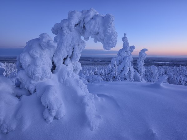 деревья, ели, зима, леса, Максим Евдокимов, пейзаж, природа, снег, Финляндия