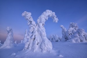 Обои на рабочий стол: деревья, ели, зима, Максим Евдокимов, природа, снег, Финляндия