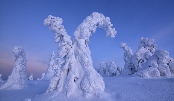 Обои на рабочий стол: деревья, ели, зима, Максим Евдокимов, природа, снег, Финляндия