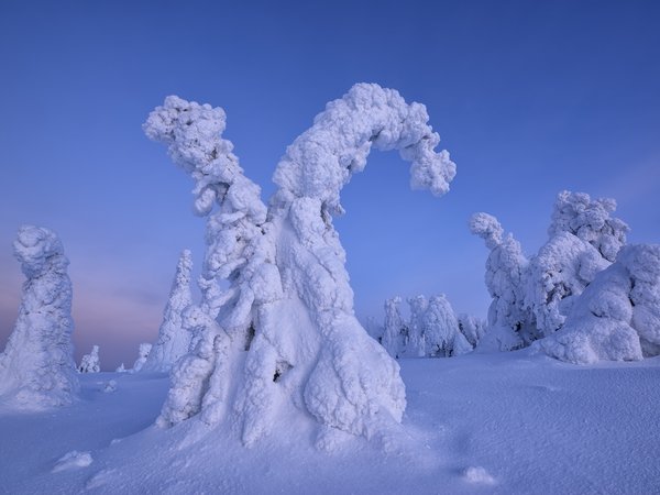 деревья, ели, зима, Максим Евдокимов, природа, снег, Финляндия