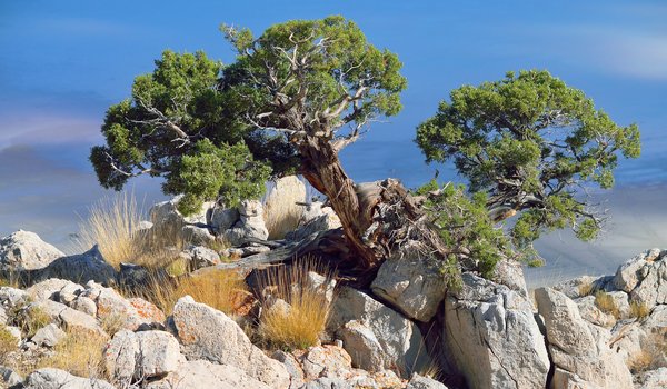 Обои на рабочий стол: juniperus osteosperma, дерево, камни, можжевельник