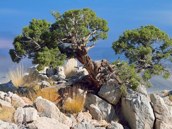 juniperus osteosperma, дерево, камни, можжевельник