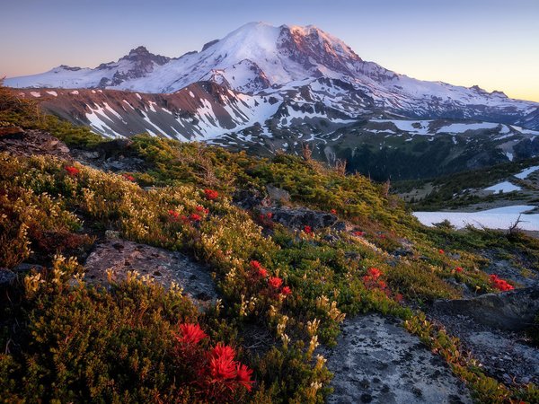 Mt. Rainier National Park, sunset, Wild Flowers