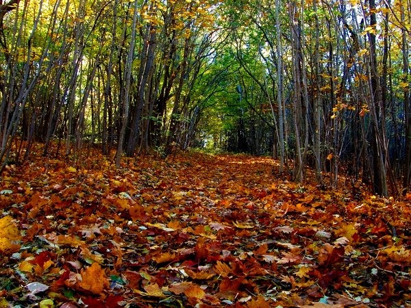 autumn, fall, forest, leaves, nature, trees, деревья, лес, листопад, листья, осень, роща