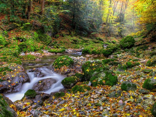 autumn, fall, forest, leaves, nature, water, лес, листопад, листья, осень, ручей