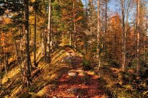 Обои на рабочий стол: autumn, colors, fall, forest, leaves, nature, trees, деревья, лес, листопад, листья, осень, природа