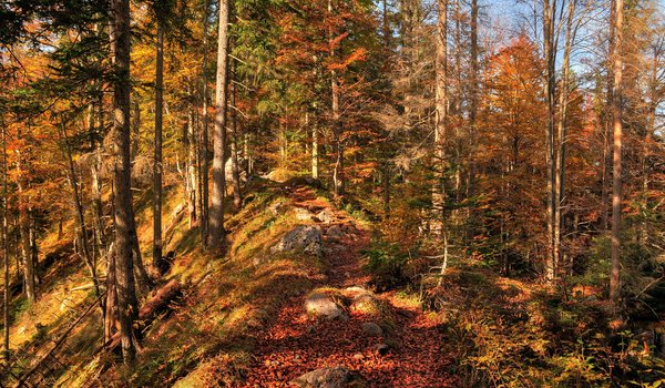Обои на рабочий стол: autumn, colors, fall, forest, leaves, nature, trees, деревья, лес, листопад, листья, осень, природа