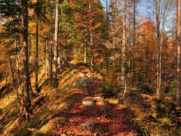autumn, colors, fall, forest, leaves, nature, trees, деревья, лес, листопад, листья, осень, природа