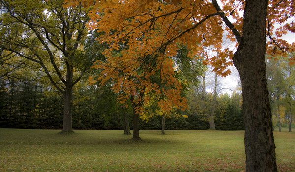 Обои на рабочий стол: autumn, fall, nature, park, trees, деревья, осень, парк
