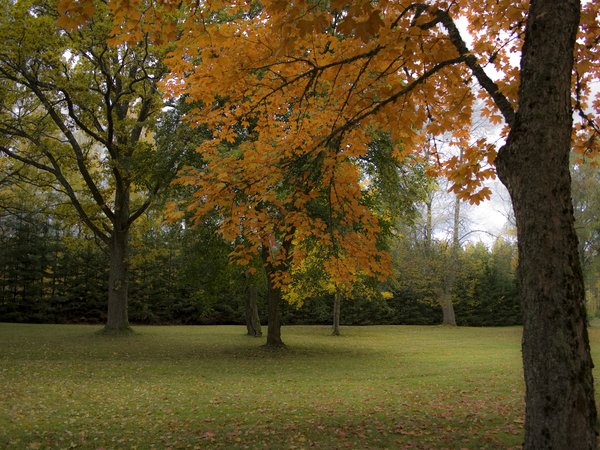autumn, fall, nature, park, trees, деревья, осень, парк
