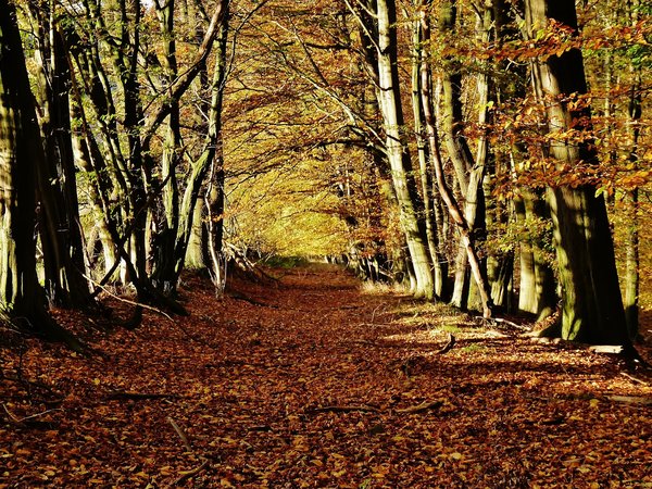 autumn, colorful, forest, leaves, nature, trees, деревья, лес, листопад, листья, лучи, осень, природа, роща