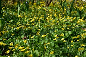 Обои на рабочий стол: field, Flowering, grass, nature, spring, весна, поле, трава, цветение